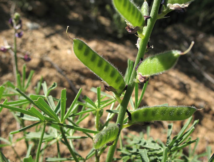 Detailed Picture 5 of Lupinus truncatus