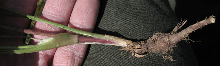 Detailed Picture 6 of Lomatium utriculatum