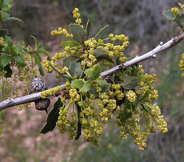 Detailed Picture 2 of Quercus berberidifolia