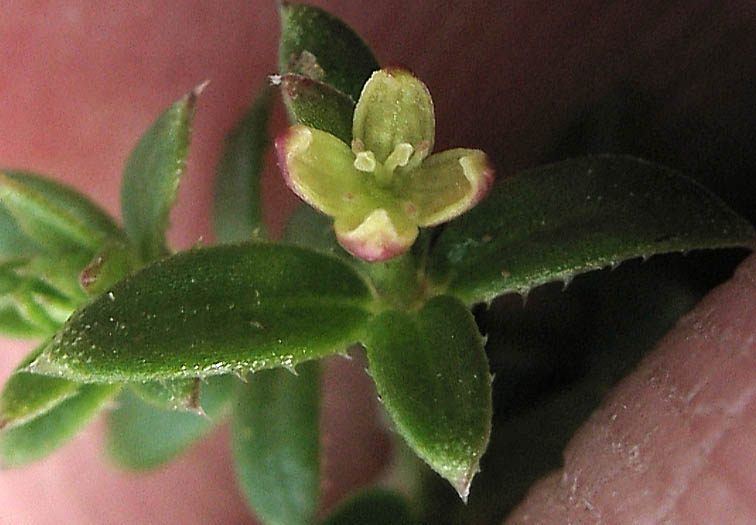 Detailed Picture 1 of Galium nuttallii ssp. nuttallii