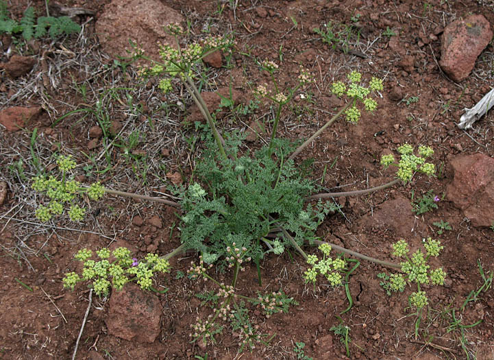 Detailed Picture 4 of Lomatium dasycarpum ssp. dasycarpum