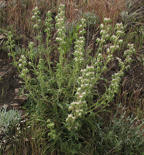 Detailed Picture 7 of Phacelia imbricata ssp. imbricata