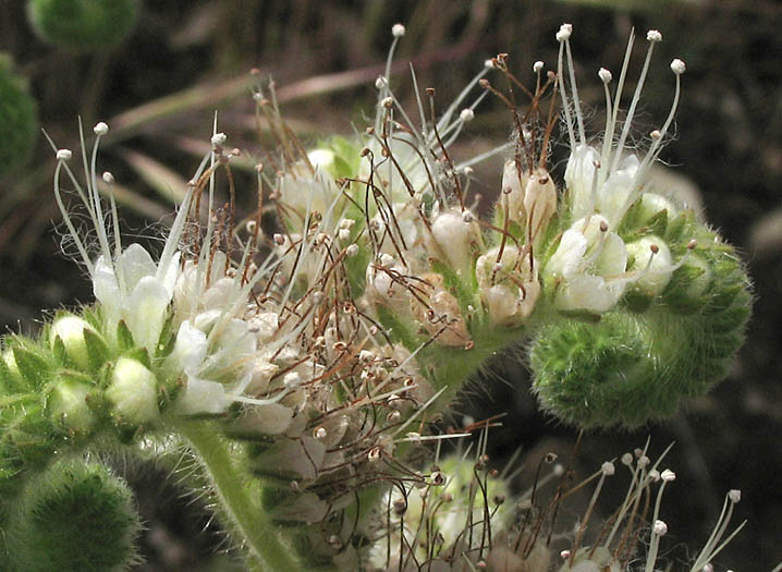 Detailed Picture 2 of Phacelia imbricata ssp. imbricata