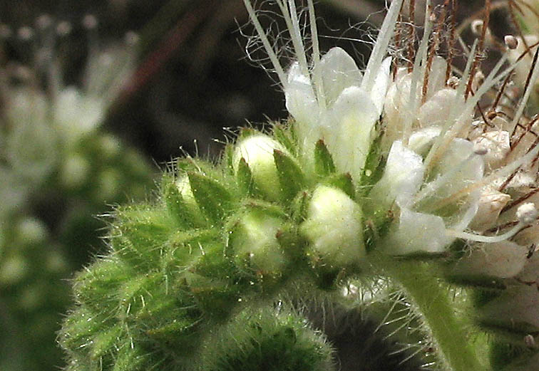 Detailed Picture 3 of Phacelia imbricata ssp. imbricata
