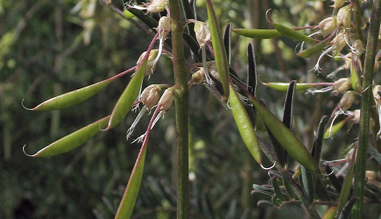 Detailed Picture 5 of Astragalus trichopodus var. phoxus