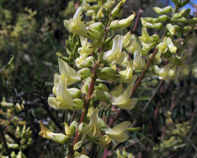 Detailed Picture 2 of Astragalus trichopodus var. phoxus