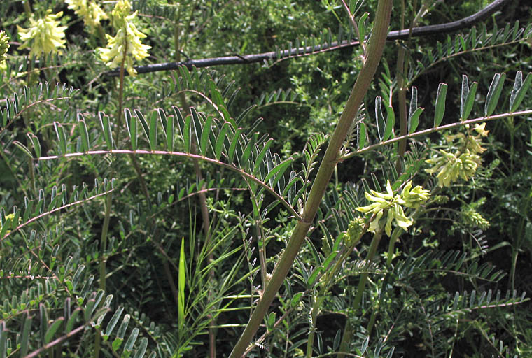 Detailed Picture 4 of Astragalus trichopodus var. phoxus