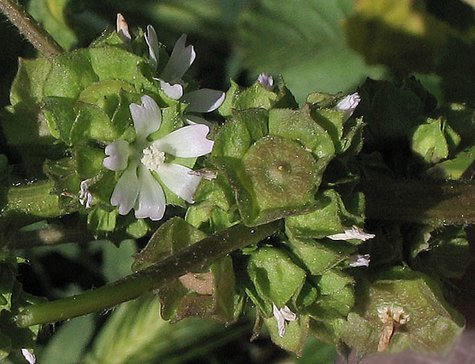 Detailed Picture 5 of Malva parviflora