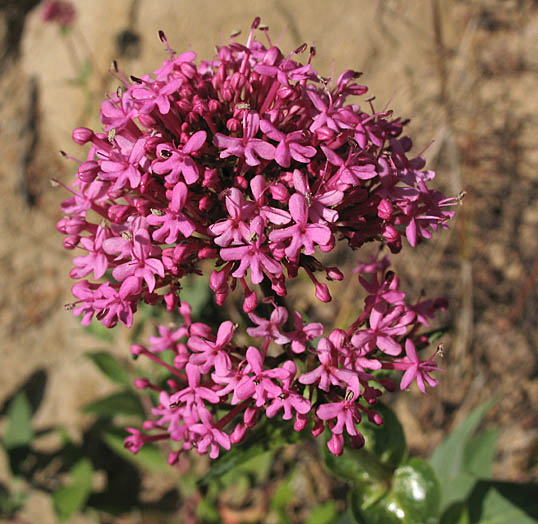 Detailed Picture 2 of Centranthus ruber