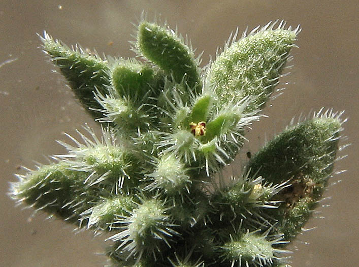 Detailed Picture 1 of Herniaria hirsuta var. cinerea