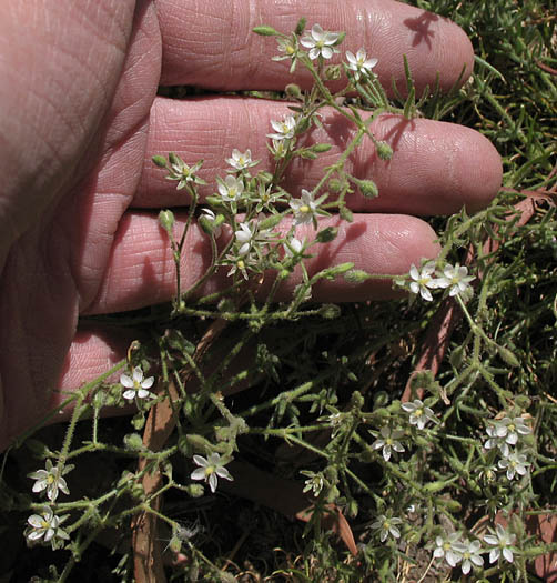 Detailed Picture 3 of Spergularia villosa