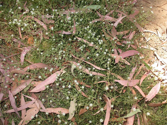 Detailed Picture 5 of Spergularia villosa