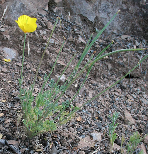 Detailed Picture 6 of Eschscholzia caespitosa