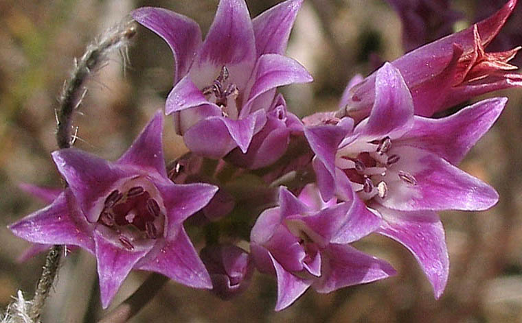 Detailed Picture 2 of Allium peninsulare var. peninsulare