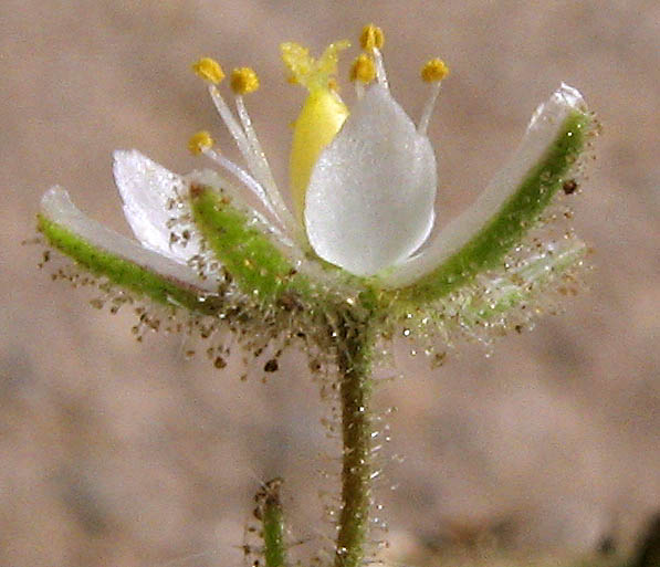 Detailed Picture 2 of Spergularia villosa