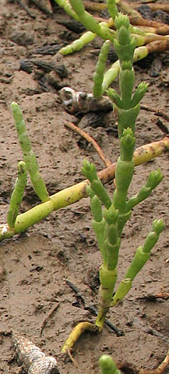 Detailed Picture 3 of Salicornia bigelovii