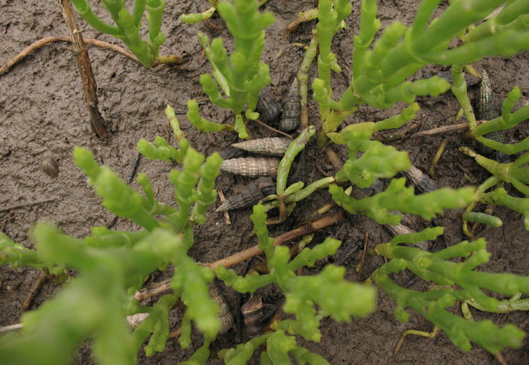 Detailed Picture 4 of Salicornia bigelovii