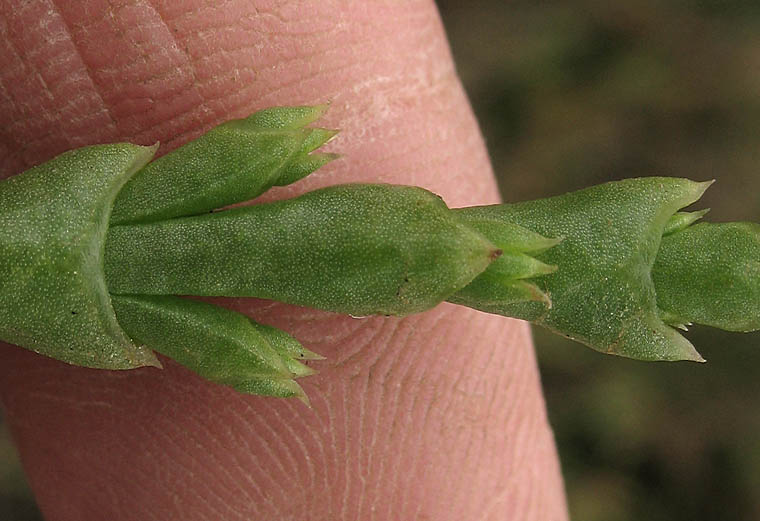 Detailed Picture 1 of Salicornia bigelovii
