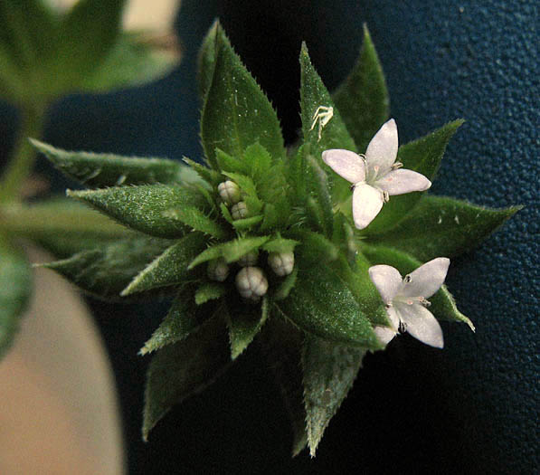 Detailed Picture 3 of Sherardia arvensis