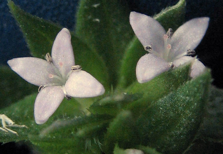 Detailed Picture 1 of Sherardia arvensis