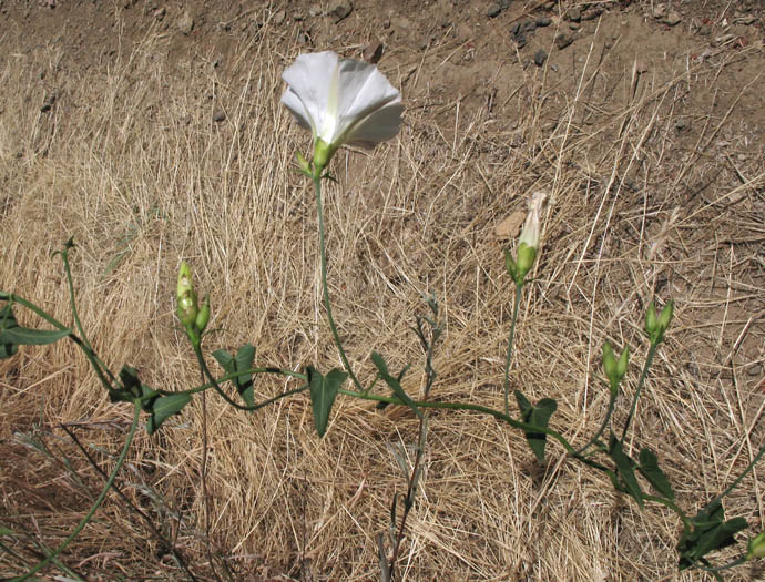 Detailed Picture 4 of Calystegia purpurata ssp. purpurata