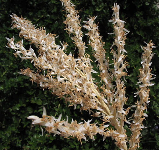 Detailed Picture 2 of Washingtonia robusta