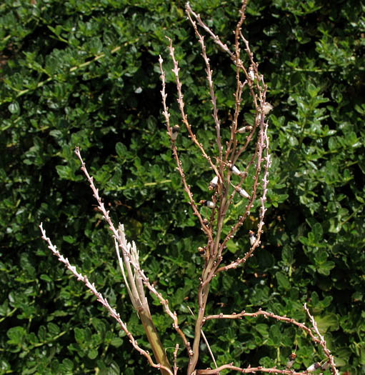 Detailed Picture 3 of Washingtonia robusta