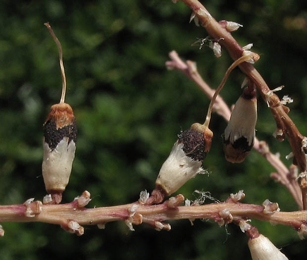 Detailed Picture 4 of Washingtonia robusta