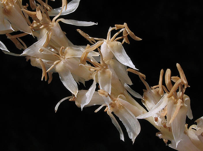 Detailed Picture 1 of Washingtonia robusta