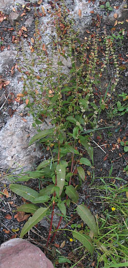 Detailed Picture 5 of Rumex conglomeratus