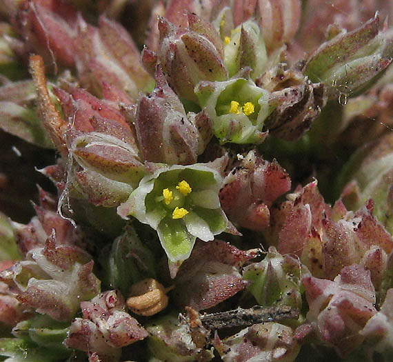 Detailed Picture 3 of Polycarpon tetraphyllum var. tetraphyllum