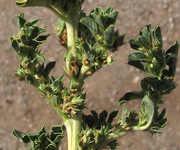 Detailed Picture 4 of Amaranthus albus