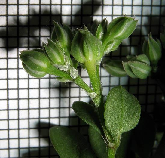 Detailed Picture 7 of Polycarpon tetraphyllum var. tetraphyllum