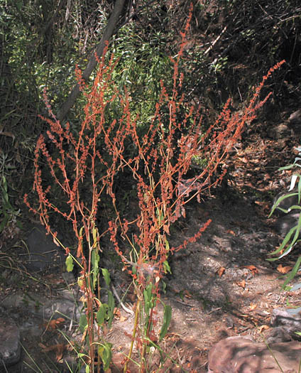 Detailed Picture 6 of Rumex conglomeratus
