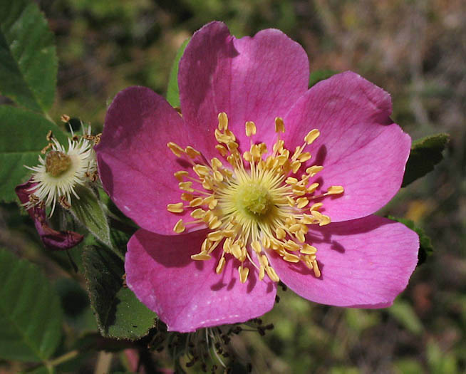 Detailed Picture 1 of Rosa californica