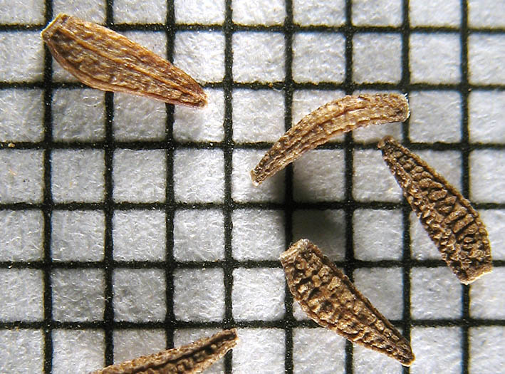 Detailed Picture 7 of Stephanomeria virgata