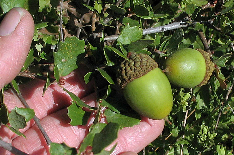 Detailed Picture 6 of Quercus berberidifolia