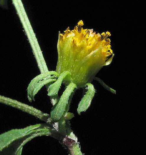 Detailed Picture 2 of Bidens frondosa