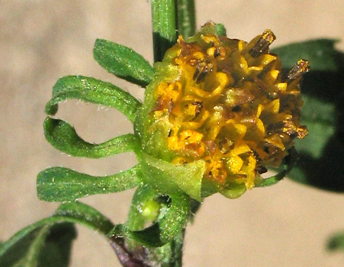 Detailed Picture 1 of Bidens frondosa