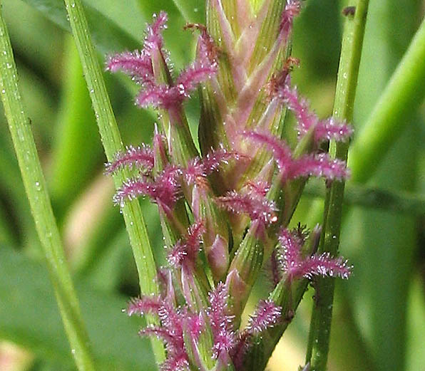 Detailed Picture 6 of Distichlis spicata