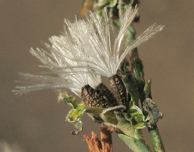 Detailed Picture 6 of Stephanomeria virgata