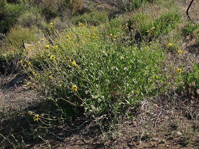 Detailed Picture 5 of Encelia californica