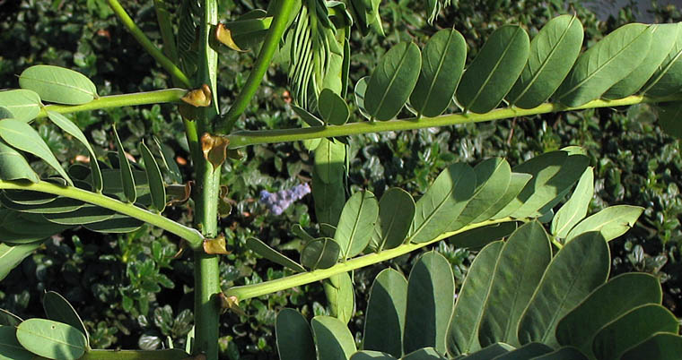 Detailed Picture 6 of Senna didymobotrya