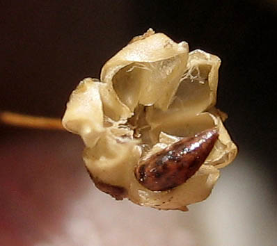 Detailed Picture 4 of Hesperolinon micranthum
