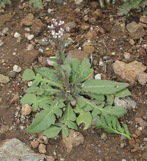 Detailed Picture 7 of Capsella bursa-pastoris