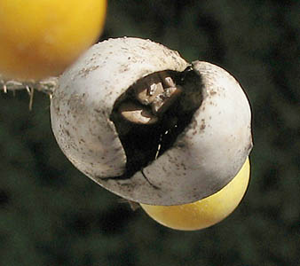 Detailed Picture 8 of Solanum elaeagnifolium