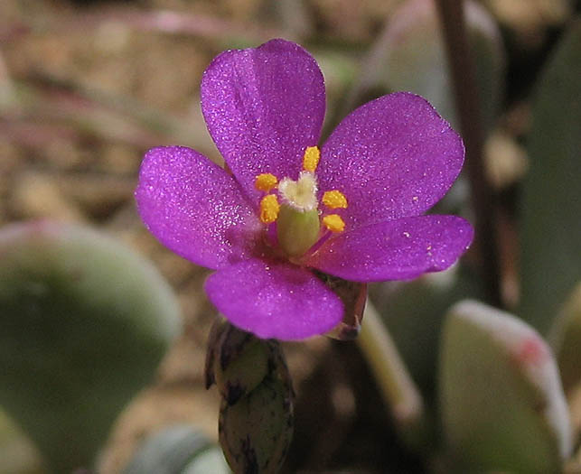 Detailed Picture 1 of Cistanthe maritima