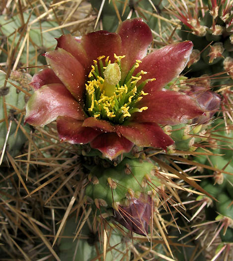Detailed Picture 2 of Cylindropuntia prolifera