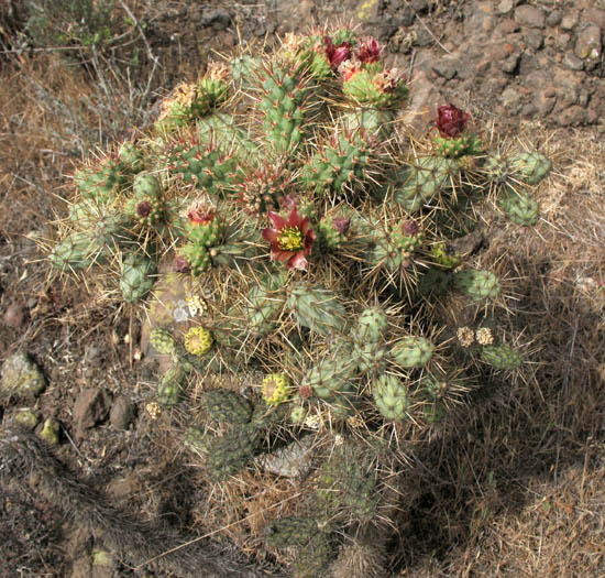 Detailed Picture 3 of Cylindropuntia prolifera
