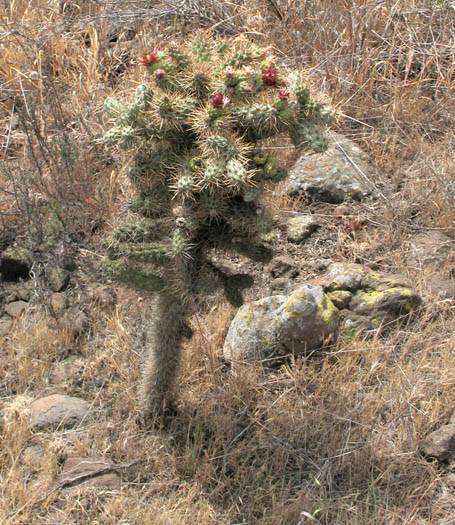 Detailed Picture 4 of Cylindropuntia prolifera